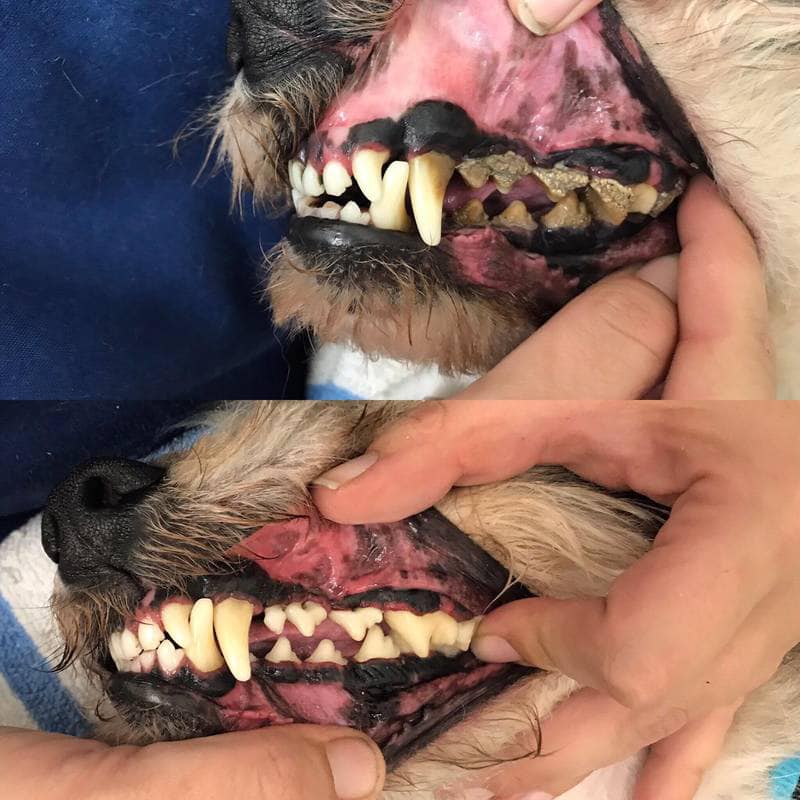 Dental_BeforeandAfter