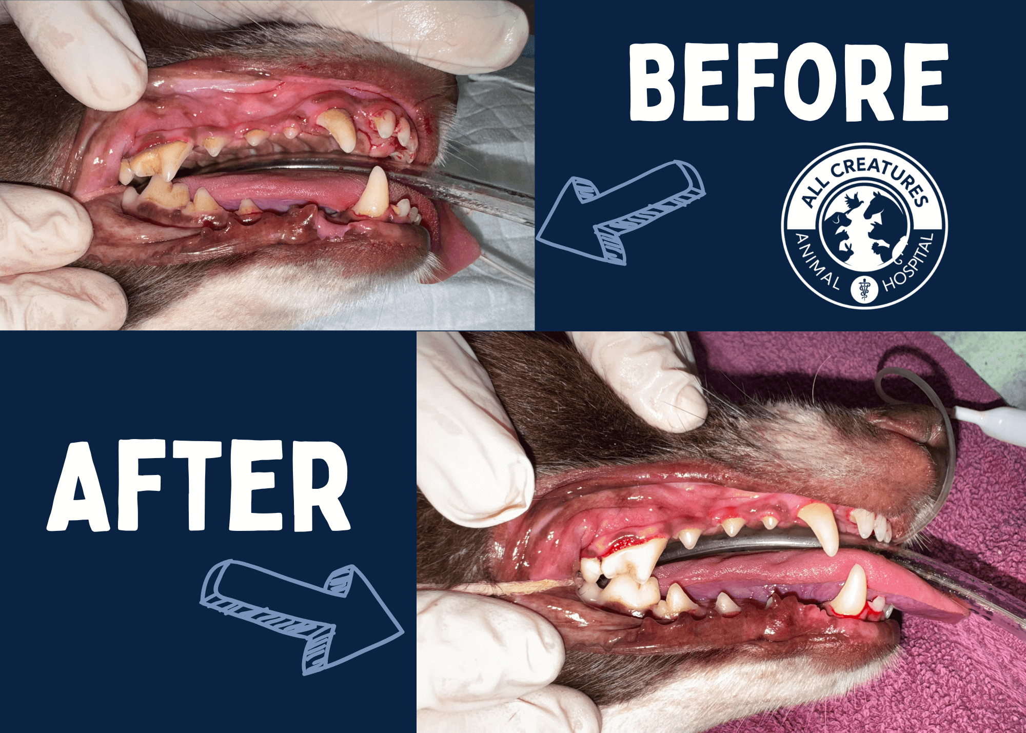 Before and After of Pet Dental Cleaning