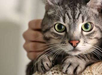 Myth vs. Fact: Debunking Common Misconceptions About Adopting a Cat